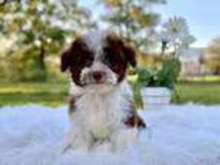 Poovanese Puppy for sale in Houston, TX, USA
