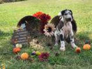 Great Dane Puppy for sale in Stockbridge, MI, USA