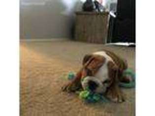 Bulldog Puppy for sale in Davison, MI, USA