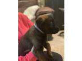 Belgian Malinois Puppy for sale in Centerville, OH, USA