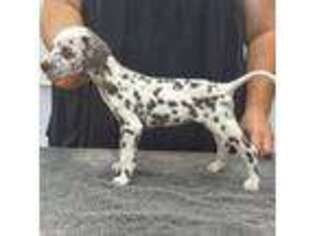 Dalmatian Puppy for sale in Richmond, VA, USA