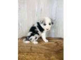 Border Collie Puppy for sale in Union Springs, AL, USA