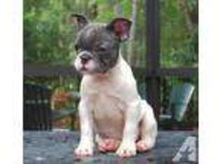 French Bulldog Puppy for sale in ORANGE PARK, FL, USA