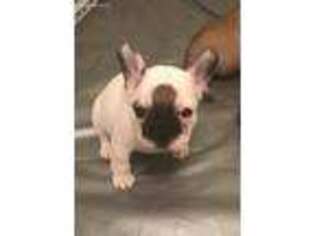French Bulldog Puppy for sale in Appleton, WI, USA