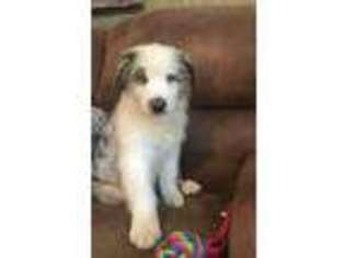 Australian Shepherd Puppy for sale in Greenville, MS, USA