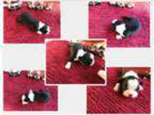 Boston Terrier Puppy for sale in Alexis, NC, USA