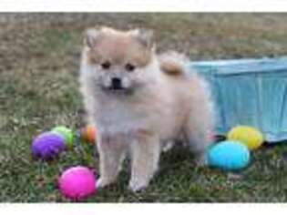 Pomeranian Puppy for sale in Lewisburg, PA, USA
