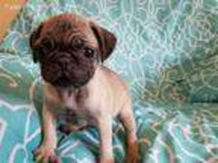 Pug Puppy for sale in Lone Grove, OK, USA