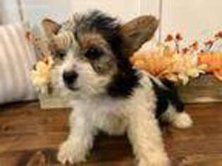 Yorkshire Terrier Puppy for sale in Tinley Park, IL, USA