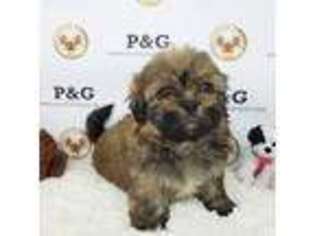 Mutt Puppy for sale in Temple City, CA, USA