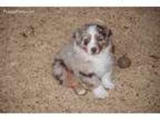 Australian Shepherd Puppy for sale in Denver, CO, USA