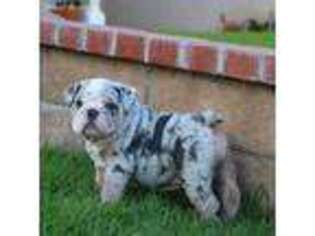 Bulldog Puppy for sale in Alpine, TX, USA