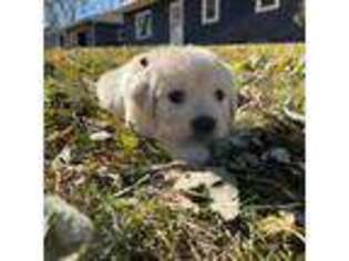 Golden Retriever Puppy for sale in Beaver Creek, MN, USA