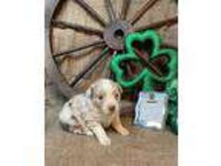 Miniature Australian Shepherd Puppy for sale in Kalama, WA, USA