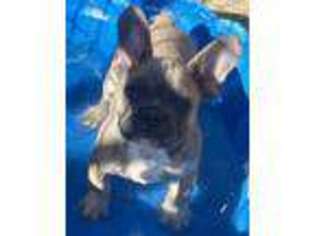 French Bulldog Puppy for sale in Phelan, CA, USA