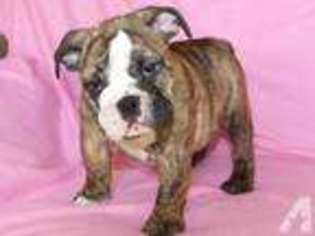 Bulldog Puppy for sale in DAYTON, OH, USA