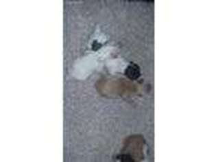 Cavapoo Puppy for sale in Grant, AL, USA