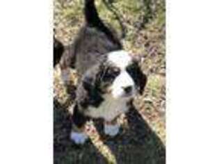 Bernese Mountain Dog Puppy for sale in Stilwell, OK, USA