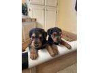 Airedale Terrier Puppy for sale in Atlanta, GA, USA