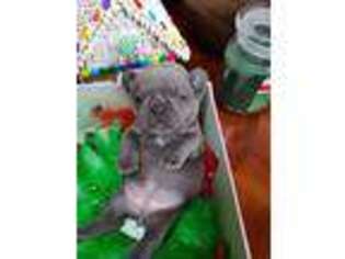 French Bulldog Puppy for sale in Ogden, UT, USA