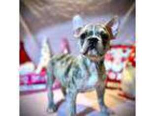 French Bulldog Puppy for sale in Bullard, TX, USA