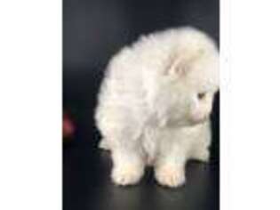 Pomeranian Puppy for sale in Chandler, AZ, USA
