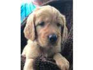 Golden Retriever Puppy for sale in Newell, IA, USA