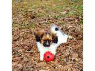 Papillon Puppy for sale in Lumberton, TX, USA
