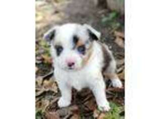 Miniature Australian Shepherd Puppy for sale in Carriere, MS, USA