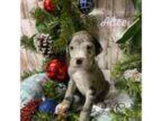 Great Dane Puppy for sale in Milford, VA, USA
