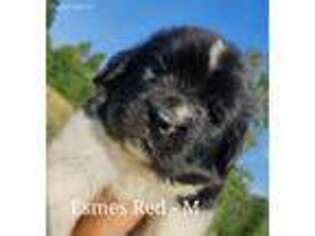 Newfoundland Puppy for sale in Emory, TX, USA