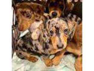 Dachshund Puppy for sale in Myakka City, FL, USA