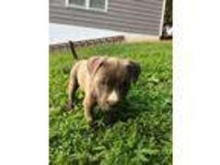 Mutt Puppy for sale in Rockville, MD, USA
