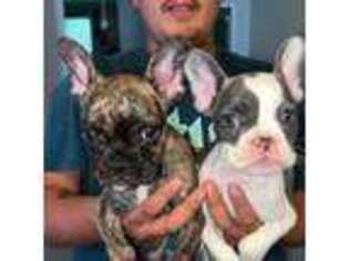 French Bulldog Puppy for sale in Pendleton, SC, USA