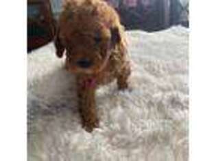 Cavapoo Puppy for sale in Emmett, ID, USA