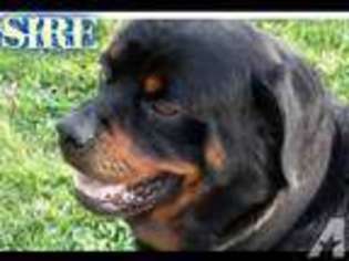 Rottweiler Puppy for sale in LYNCHBURG, MO, USA