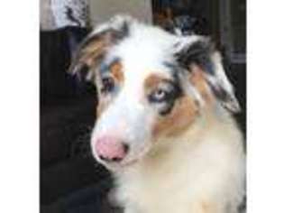 Australian Shepherd Puppy for sale in Beloit, OH, USA