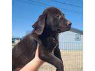 Labrador Retriever Puppy for sale in Hobbs, NM, USA