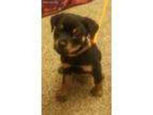 Rottweiler Puppy for sale in Warsaw, MO, USA