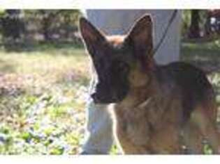 German Shepherd Dog Puppy for sale in Wolfe City, TX, USA