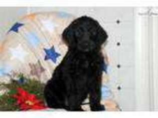 German Shorthaired Pointer Puppy for sale in Lancaster, PA, USA