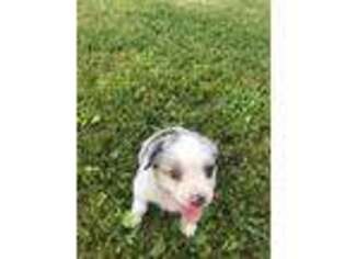 Australian Shepherd Puppy for sale in Ghent, NY, USA