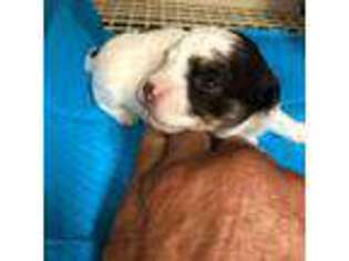 Havanese Puppy for sale in Rutland, IL, USA