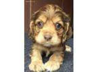Cocker Spaniel Puppy for sale in Huffman, TX, USA