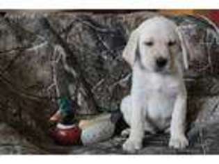 Labrador Retriever Puppy for sale in Carson City, MI, USA