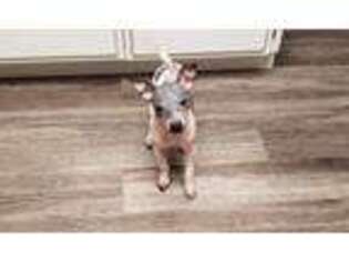 American Hairless Terrier Puppy for sale in Central Point, OR, USA
