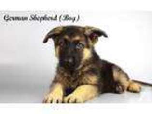 German Shepherd Dog Puppy for sale in NATIONAL CITY, CA, USA