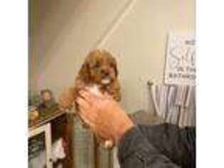 Cavapoo Puppy for sale in Hammonton, NJ, USA