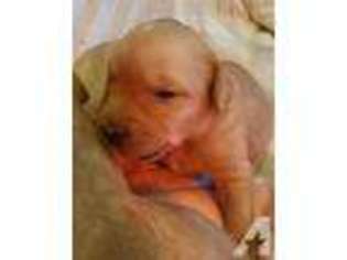 Labrador Retriever Puppy for sale in MERIDEN, MN, USA