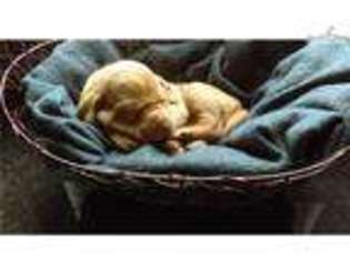 Medium Photo #1 Vizsla Puppy For Sale in Allentown, PA, USA